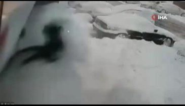 Sokak ortasında pitbull dehşeti