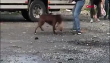 Pitbull vahşeti mahalleyi karıştırdı