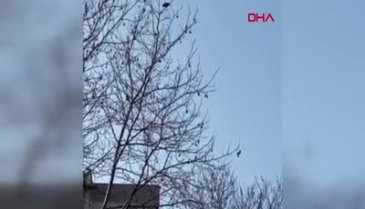 Karga 'Allahu ekber' dedi, duyanlar şaştı kaldı