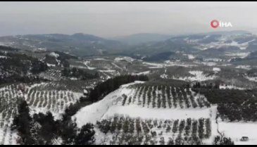 Bursa'da zeytinleri ağaçları yanan köylüler: "Destek olunmazsa aç kalırız"