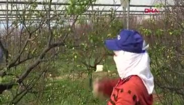 Sezonun ilk erik hasadı yapıldı: Kilosu 500 TL