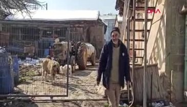 Bursa'da Kara, 3 bacağıyla koyunları koruyor