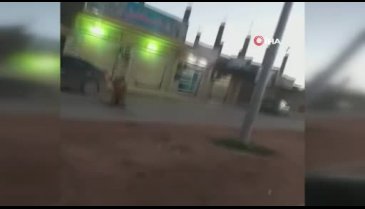 Libya'da sokakta dolaşan aslan paniğe neden oldu