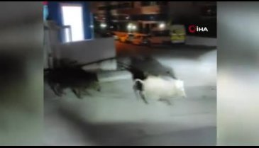 Bursa Mudanya'da aç kalan domuzlar sokağa indi