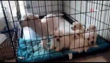 Bursa'da jandarma yavru köpekleri kurtardı