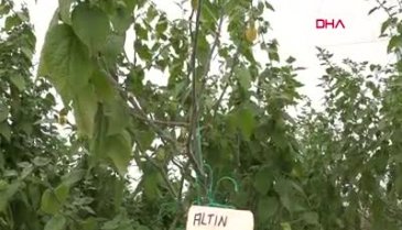 Altın çileğin 100 gramı 15 TL