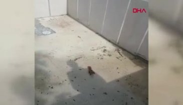 Boş yüzme havuzunda mahsur kalan sincabı çiftçiler kurtardı