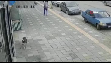Köpeğe komut vererek polislere saldırttı! Dehşet anları kamerada...