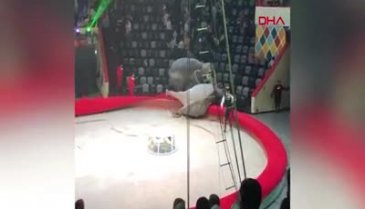 Sirkte filler birbirine girdi: İzleyenler böyle kaçtı
