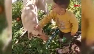 Köpeği böyle çekti: Eziyet etmedik!