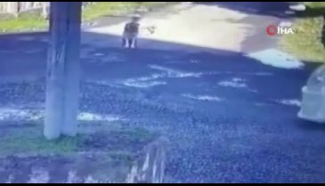 Servis aracıyla köpeği ezdi