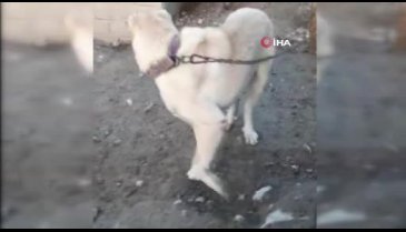 İlginç olay! Köpeğinin konuştuğunu iddia etti