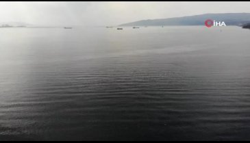 Balıkçıların kabusu balon balığı Bursa'da yakalandı