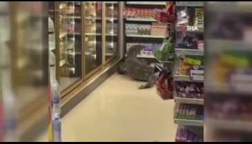 Dev kertenkele girdiği markette paniğe neden oldu