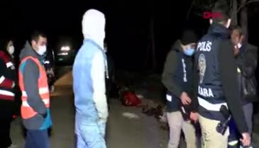 Damar yolu açılmış 30'dan fazla köpek ölüsü bulundu