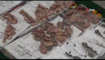 Bursa'da 15 bin yerli tohum dağıtıldı