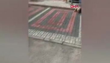 Bursa'da sokak köpeğine pitbull saldırısı