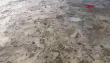 Bursa Gemlik sahili, plankton patlaması ile bembeyaz oldu