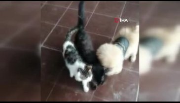 Bursa'da köpekle kedilerin sevimli dostluğu