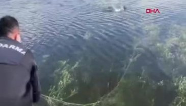 Bursa'da ağa takılan kuşu jandarma ekibi kurtardı