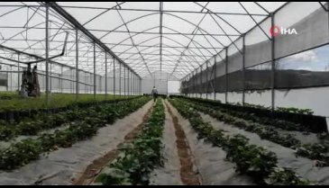 Bursa'da 2 ay önce hasat etti 3 katı fiyata satıyor