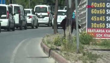 Tam kapanma gününde caddede fuhuş pazarlığı