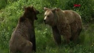 Bursa'da barınaktaki 3 aylık yavru ayı, biberonla besleniyor