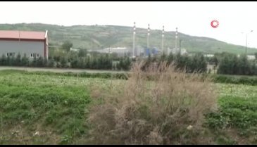 Bursa'da binlerce ölü balık su üzerine çıktı