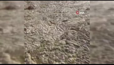 Bursa'da beyaza bürünen körfezde balıklar tek tek ölmeye başladı