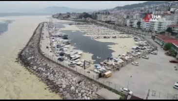 Bursa'da kıyıya su samurunun cansız bedeni vurdu
