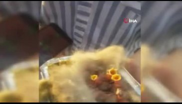 Bursa'da annesi ölen kırlangıç yavrularına sahip çıktı