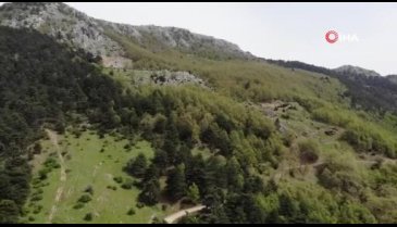 Bursa'da dağda kurbanlık dana avı