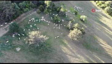 Bursa'da taleplere yetişilmiyor! Altını bağlayıp evlerde çocuk gibi oğlak bakıyorlar