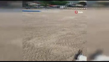 Bursa'da deniz salyaları ördeklere de zor anlar yaşattı