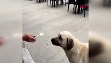 Köpeğe kaşıkla yemek vermesi tartışma konusu oldu