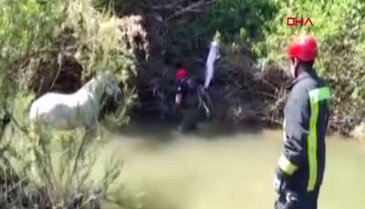Atları çay yatağına bağlayıp ölüme terk ettiler