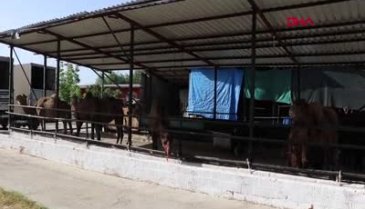 Pandemide talep patladı: Bu sütün litresi 100 lira