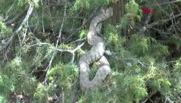 Tunceli'de 'Koca engerek' görüldü! Dev gibi...