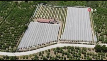 Bursa'da çiftçiler ürünleri doludan korumak için yüz binlerce liralık ağ çekiyor