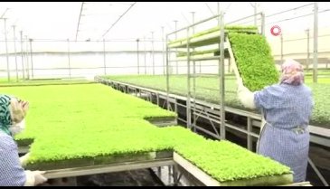 Bursa'da milyonlarca sebze fidesi elde kaldı