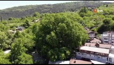 Bursa'nın dünyaca ünlü ulu çınarı doğal güzelliğine kavuştu