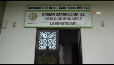Bursa'da gal arılarına karşı biyolojik mücadele hız kesmeden devam ediyor