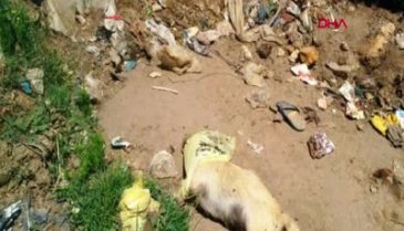 Çöpte 17 köpek ölüsü bulundu