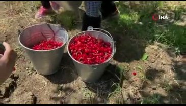Bursa'da erkenci kirazı hasadı sancılı başladı