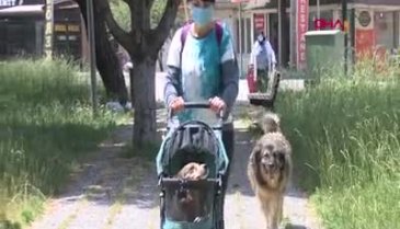 Bursa'da bebek arabasıyla gezdirdiği felçli köpek, kök hücre nakli ile yürüdü