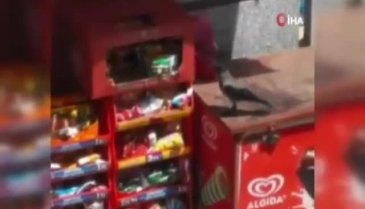 Bakkaldan cips çalan karga kamerada