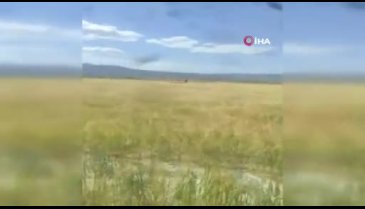 Kanadalı paraşütçü ekili tarlaya indi, çiftçinin sözleri gülmekten kırdı geçirdi