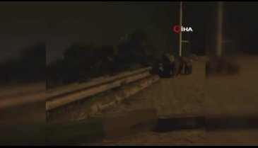 Bursa'da aranan ayı ailesi bulundu