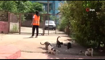 Bursa'da sokakta bulduğu sakat kedilere annelik yapıyor