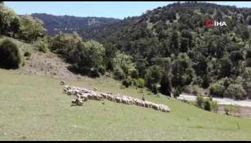 Bursa'da koyunlarını otlatarak Avrupa Şampiyonası'na hazırlanıyor